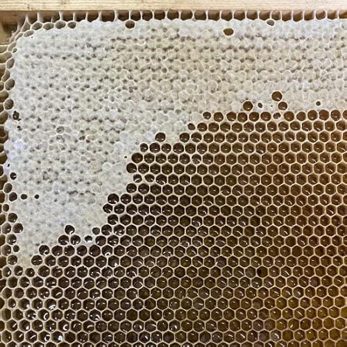 レンゲ蜜 3