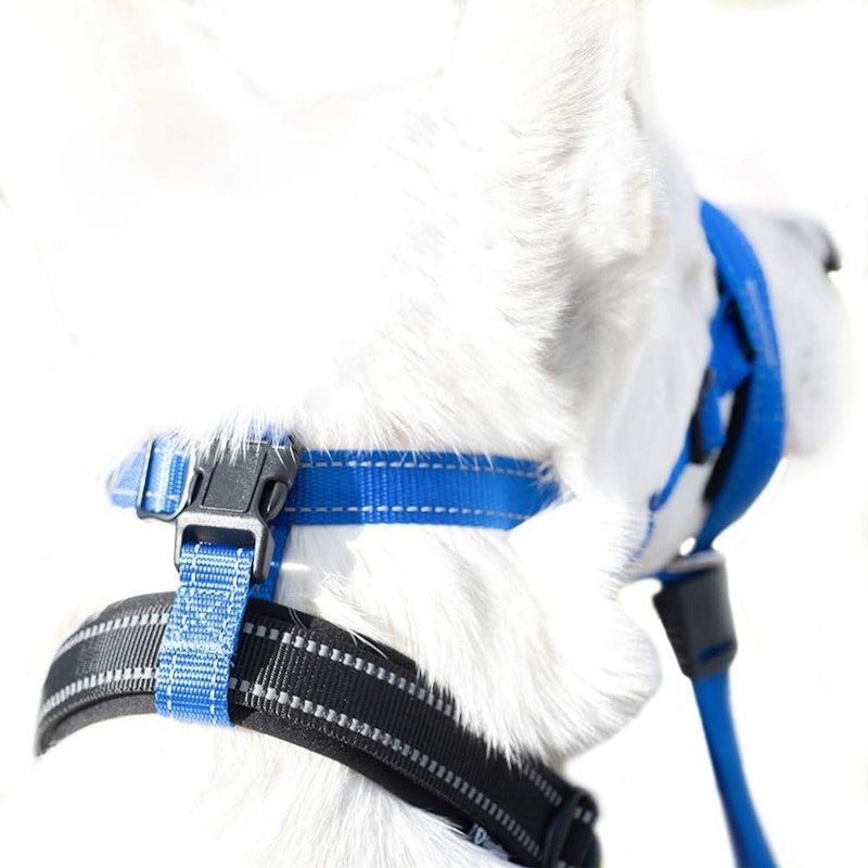 犬の口輪 3