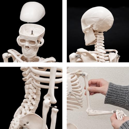 人体骨格模型 5