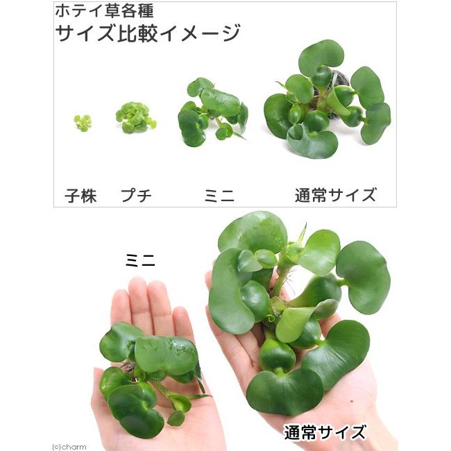 ミニホテイ草 3