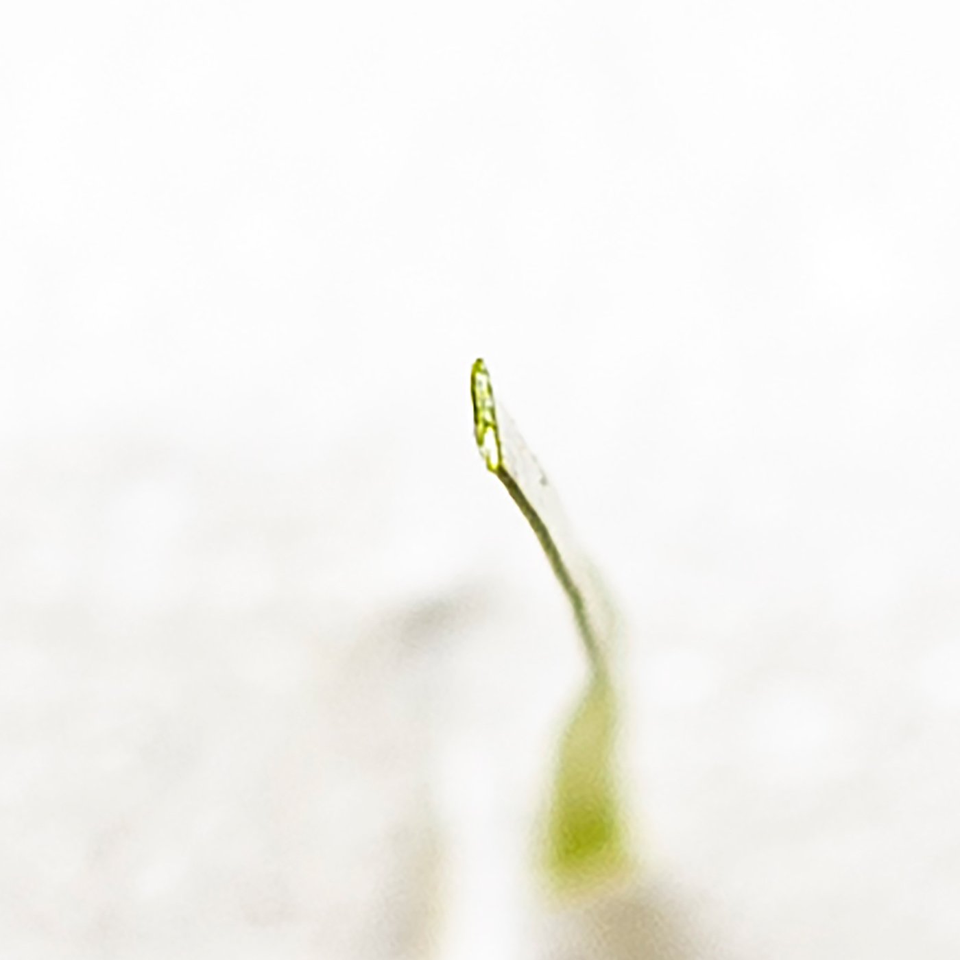 超リアル極細人工芝 7
