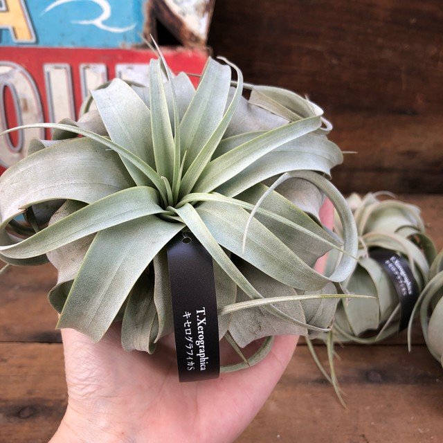 21年 エアプランツのおすすめ人気ランキング15選 Mybest