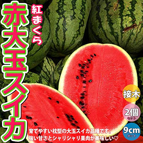 家庭菜園向け野菜のおすすめ人気ランキング21選【2024年】 | mybest