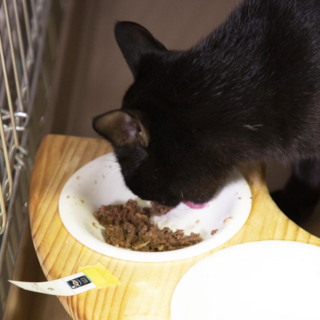 黒缶パウチ しらす入りまぐろとかつおを全35商品と比較 口コミや評判を実際に使ってレビューしました Mybest