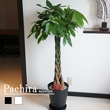 21年 観葉植物のおすすめ人気ランキング30選 Mybest