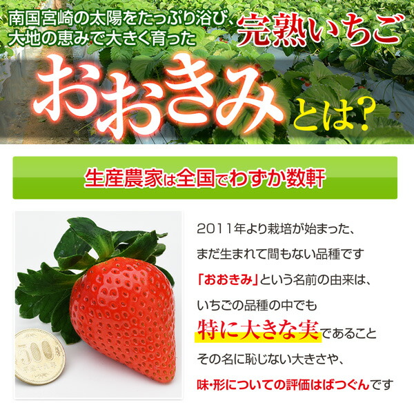 宮崎産高級いちご「おおきみ」超特大9粒 5