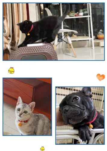 黄色い鈴付きネコ用首輪 6