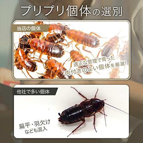 爬虫類の餌のおすすめ人気ランキング【2025年】 | マイベスト