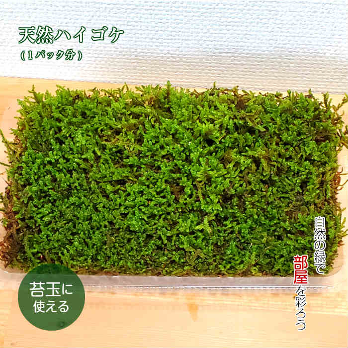 観葉植物 おしゃれ ミニ テラリウム コケリウム 苔 コケ 苔テラリウム 苔リウム 園芸 苔玉 苔盆栽 パック コケコンビ ハイゴケamp アオギヌゴケ 53 Off