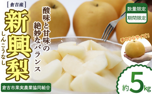 倉吉産 新興梨　 1