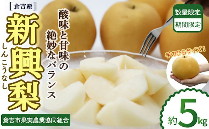 倉吉産 新興梨 1
