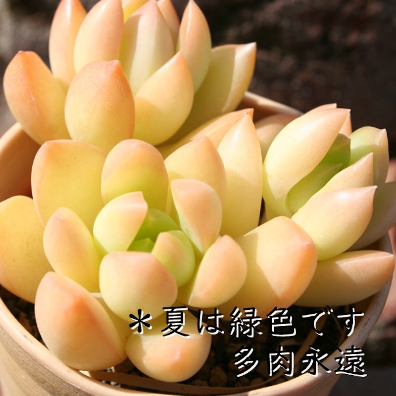 黄麗 2