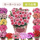 母の日向けカーネーションのおすすめ人気ランキング【人気の品種は?2026年】 5