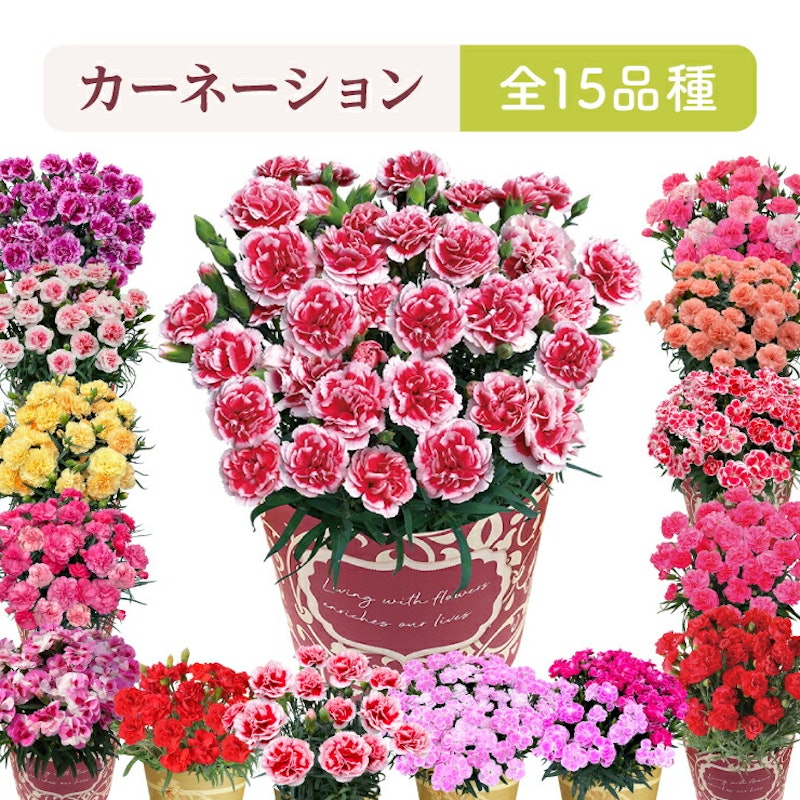 カーネーション 鉢植え 1