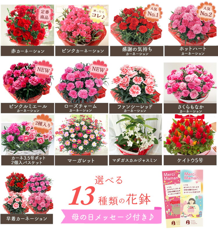 選べる花鉢 3