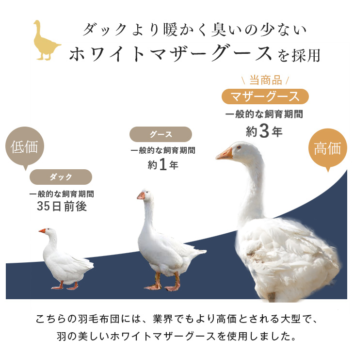 美の羽毛 7