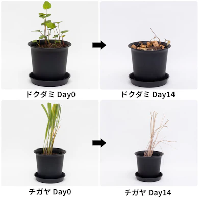1週間で変色しはじめ、2週間でチガヤはほとんどが褐変