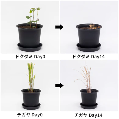 まいて7日で茎の大半が褐変。効きの早さはトップクラス