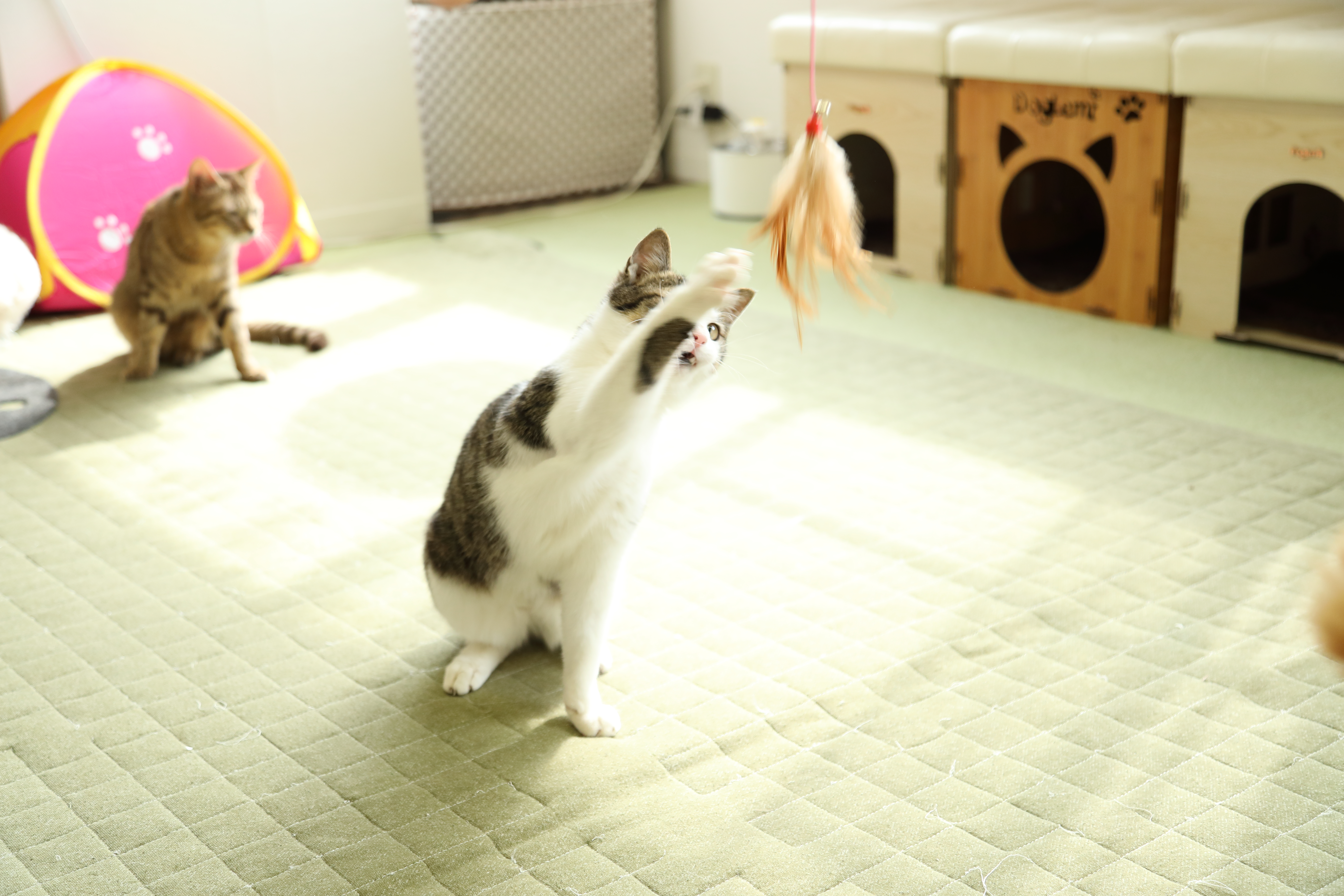 ドギーマンハヤシ じゃれ猫 宙返りをレビュー！クチコミ・評判をもとに