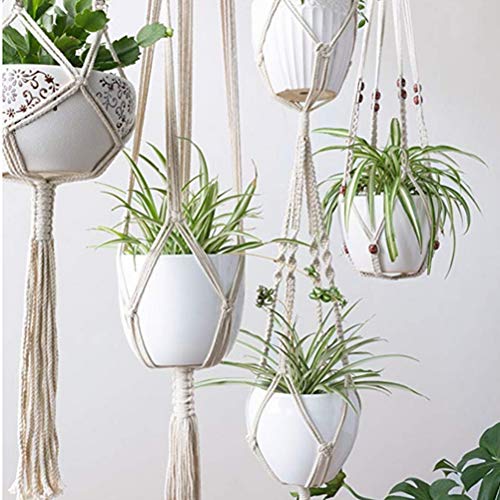植物ハンガーネット 5