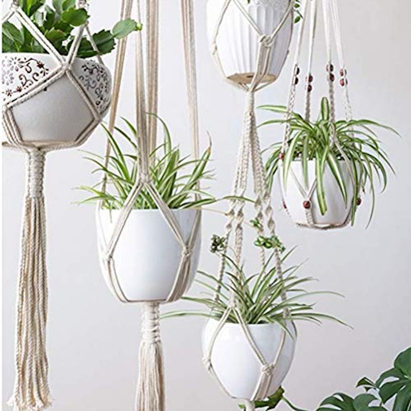 植物ハンガーネット 5