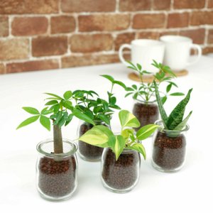 21年 観葉植物のおすすめ人気ランキング30選 Mybest