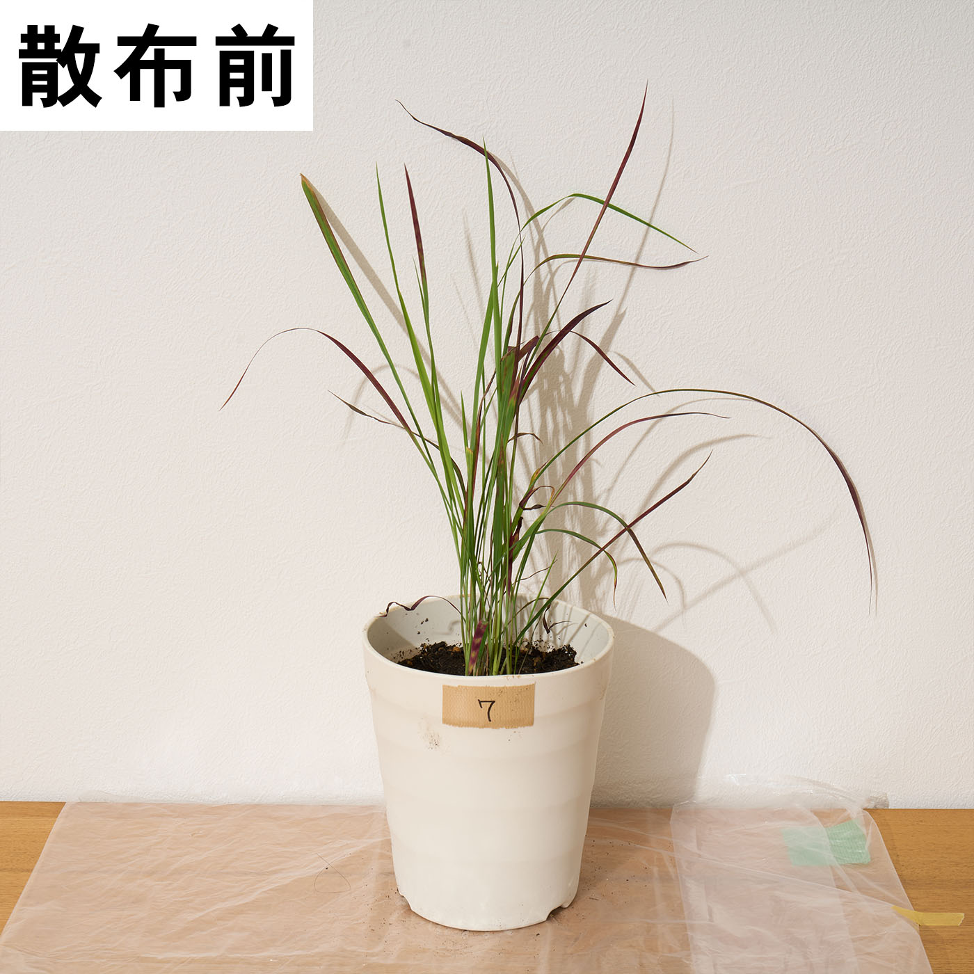 レモングラスとお酢の除草液シャワー 10