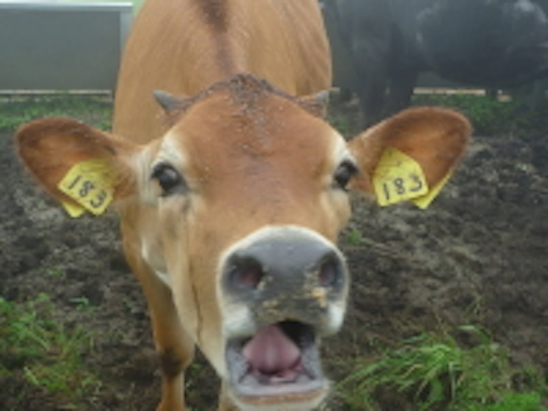 八丈富士ふれあい牧場 2