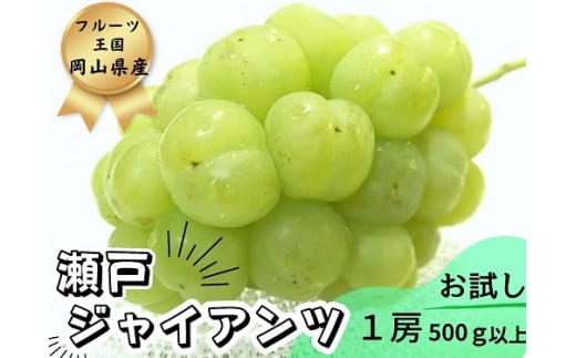 朝採り新鮮！人気ぶどう瀬戸ジャイアンツ1房 1