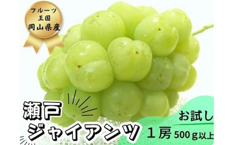朝採り新鮮!人気ぶどう瀬戸ジャイアンツ1房 1