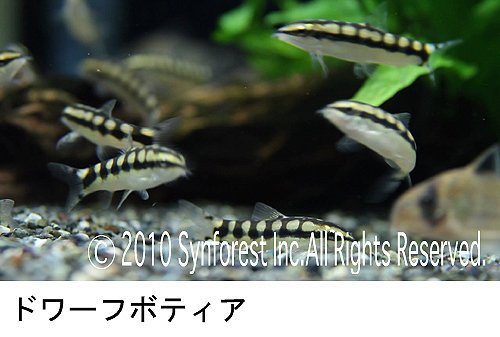 熱帯魚映像図鑑 バーチャル・アクアリウム 4