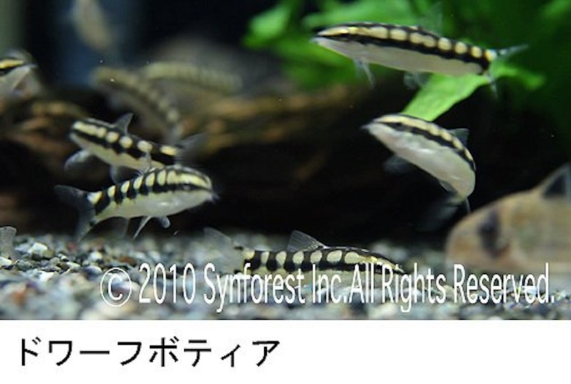 熱帯魚映像図鑑 バーチャル・アクアリウム 4