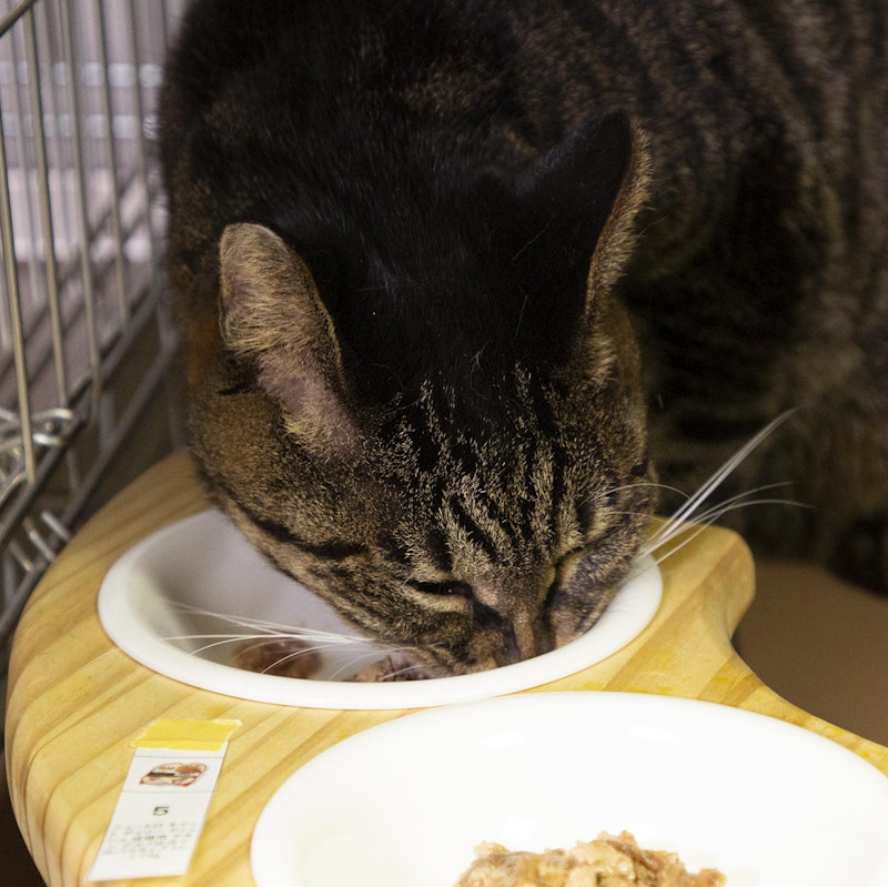 徹底比較 猫用ウェットフードのおすすめ人気ランキング35選 安全 無添加 Mybest