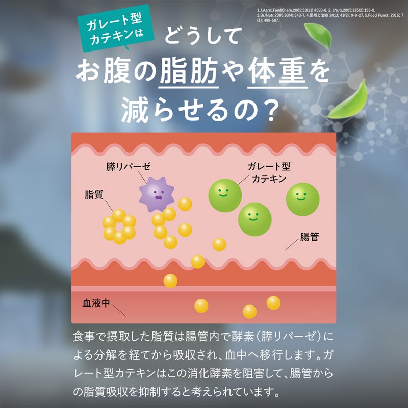カテキン減脂粒 3