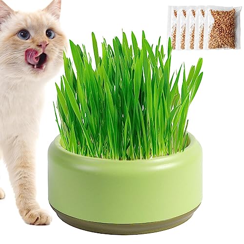 （観葉植物）イタリアンライグラス　ネコちゃんの草　３号（１ポット）　ＰＶＰ　猫草　無農薬