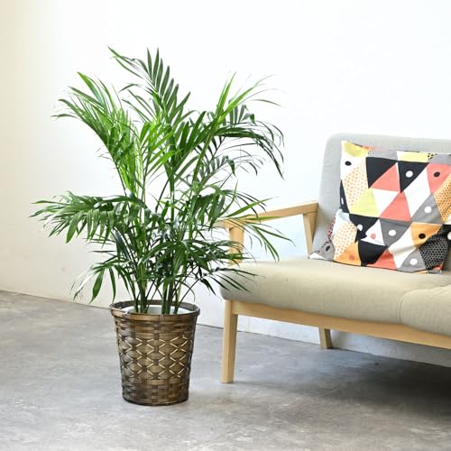 ケンチャヤシ　8号　120センチ　現品 ケンチャヤシのおすすめ人気ランキング【2025年11月】 | マイベスト