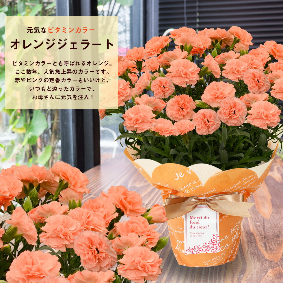 カーネーション 11