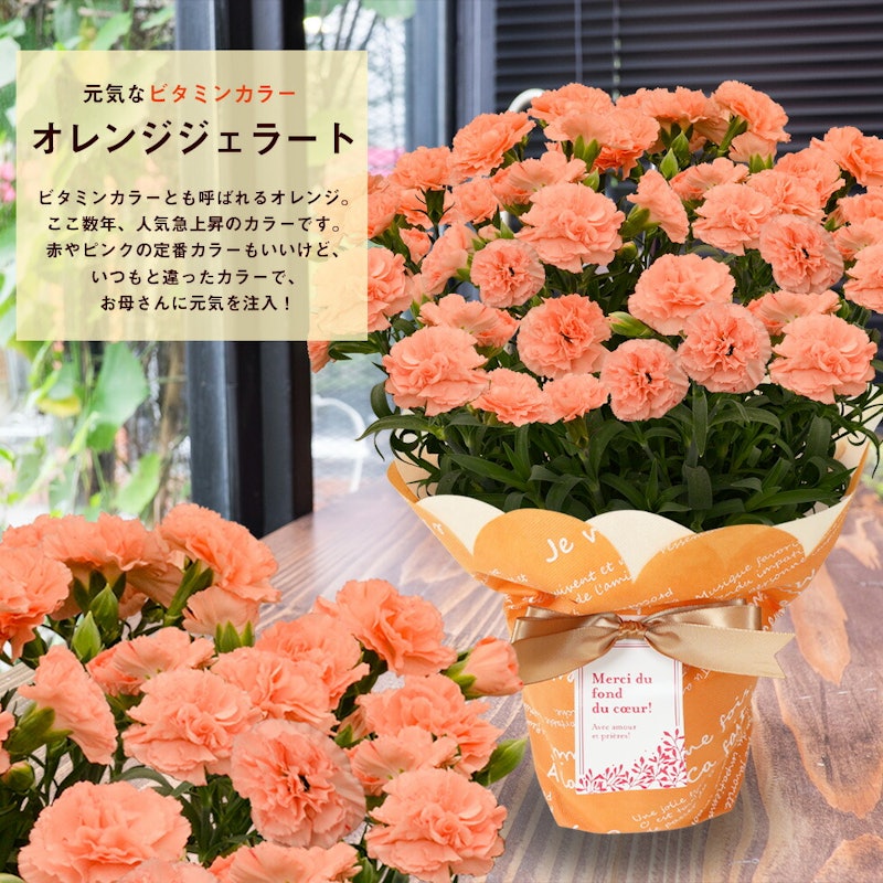 カーネーション 11