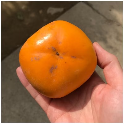 たねなし柿 3