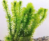 21年 熱帯魚用水草のおすすめ人気ランキング10選 Mybest 21年 熱帯魚用水草のおすすめ人気ランキング10選 Mybest