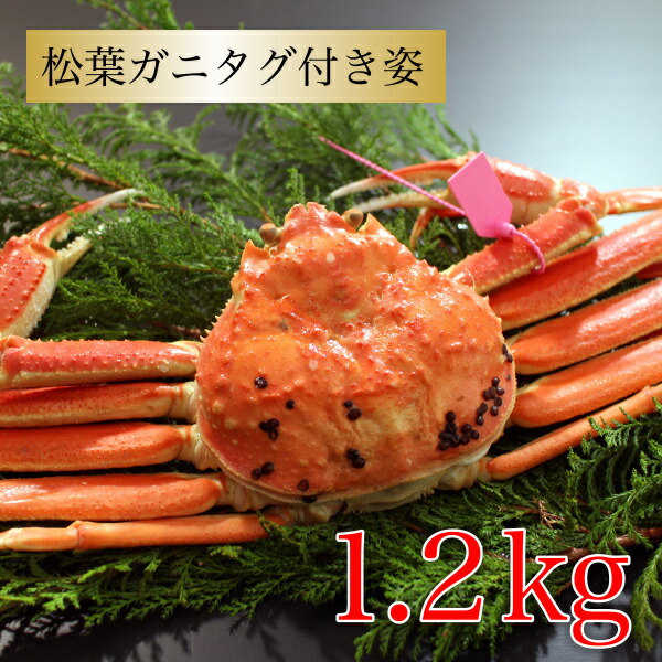 松葉ガニタグ付き 1