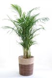 大型観葉植物のおすすめ人気ランキング【2026年10月】 4