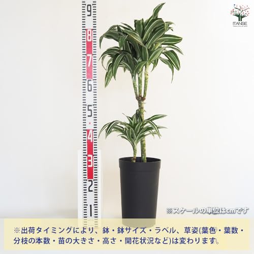 ドラセナ ジェイドジュエル 観葉植物 3