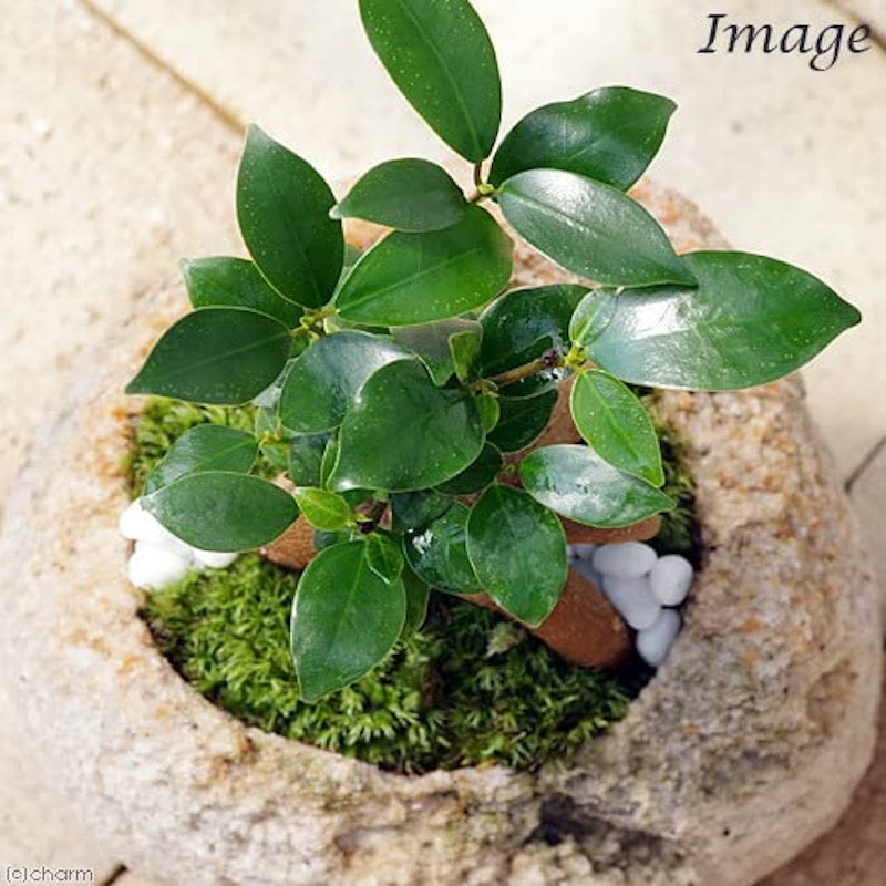 苔盆栽 ガジュマル 2