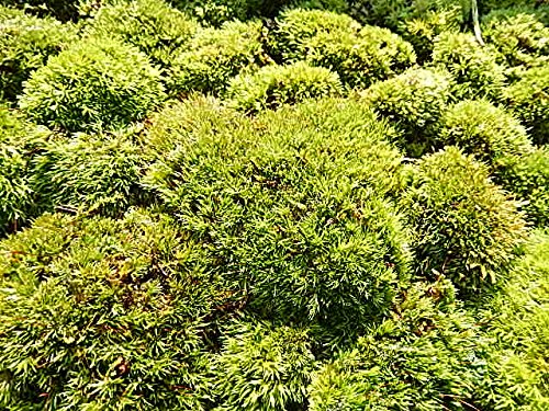 山苔 3