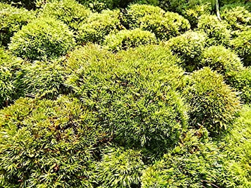 山苔 3