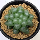 22年 観葉植物のおすすめ人気ランキング28選 Mybest 22年 観葉植物のおすすめ人気ランキング28選 Mybest