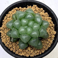 22年 多肉植物のおすすめ人気ランキング10選 Mybest 22年 多肉植物のおすすめ人気ランキング10選 Mybest