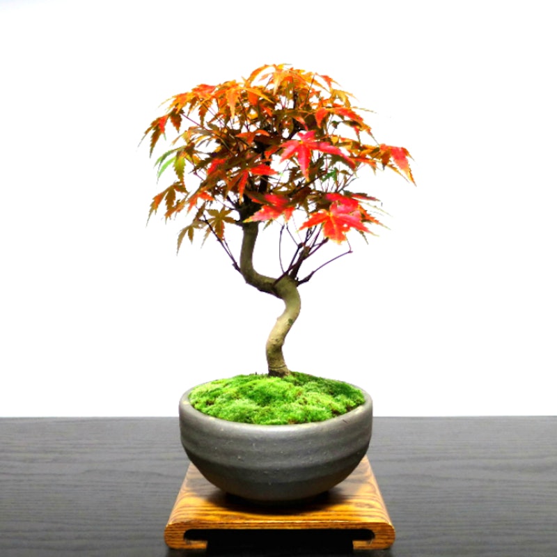 22年 ミニ盆栽のおすすめ人気ランキング19選 Mybest 22年 ミニ盆栽のおすすめ人気ランキング19選 Mybest