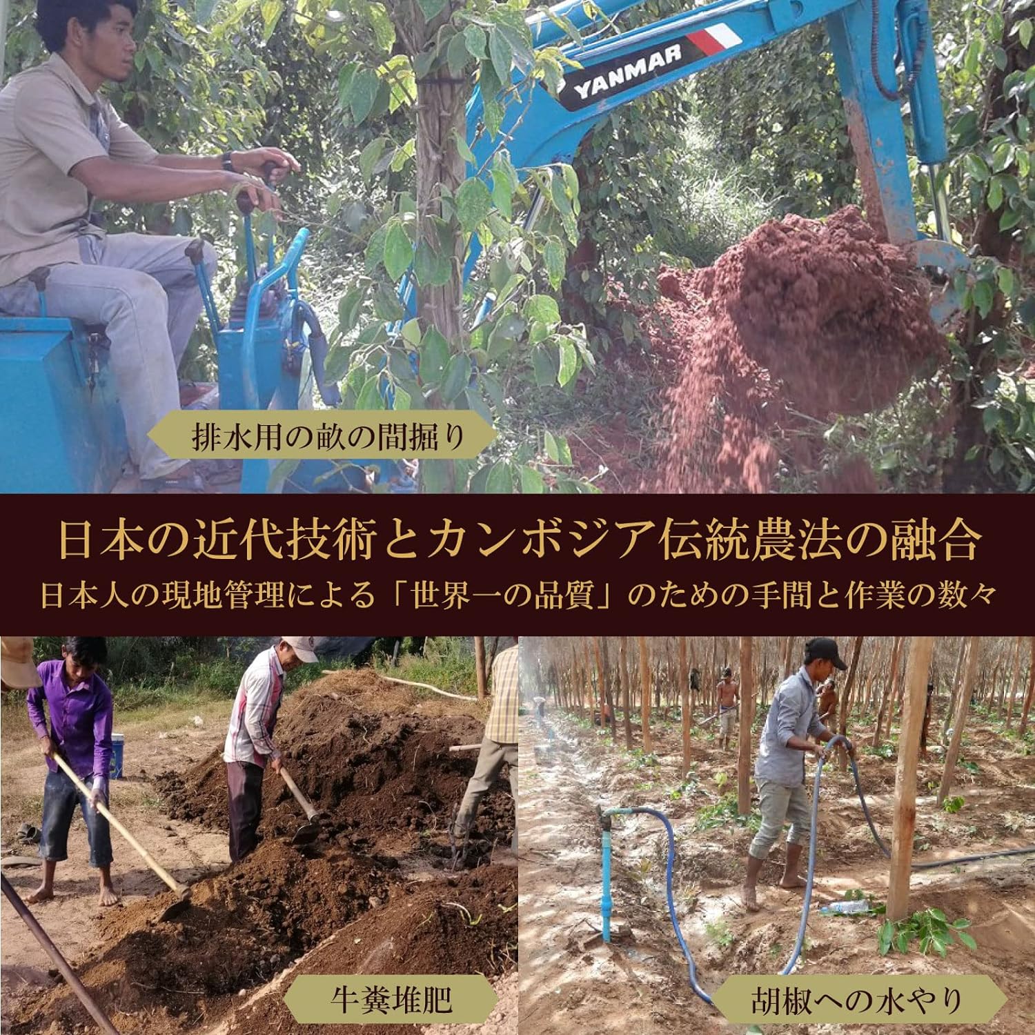 塩漬け生胡椒 極 5